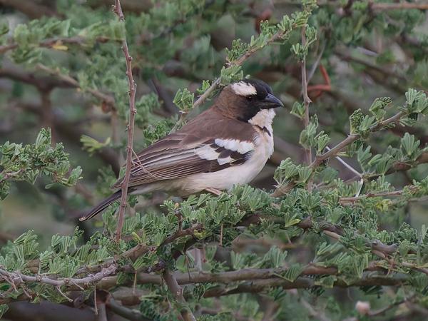 <h3><a href="/trips/tanzania/biota/animalia/chordata/aves/040 passeriformes/113 passeridae/plocepasser mahali/plocepasser mahali-nl.html">Plocepasser&nbsp;mahali</a> / White‑browed&nbsp;sparrow‑weaver / Mahaliwever</h3>OM-1 Mark II met OLYMPUS M.150-400mm F4.5 TC, 1/1250 sec  bij F5.6, ISO 10000, afstand 24.3&nbsp;m